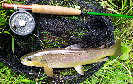 The Willow Corner Trout